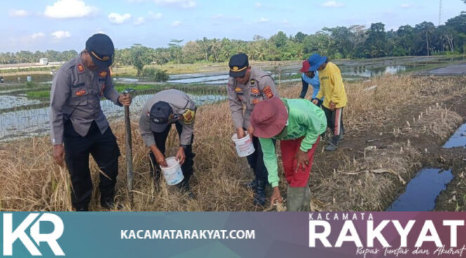 
					Semangat Ketahanan Pangan, Waka Polsek Mengwi Tanam Jagung Bersama Petani