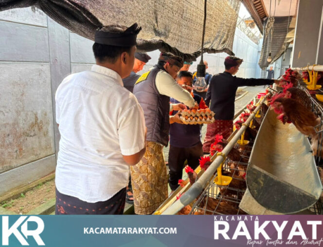 
					Panen Telur, Pembinaan Kemandirian Warga Binaan Lapas Tabanan Semakin Produktif