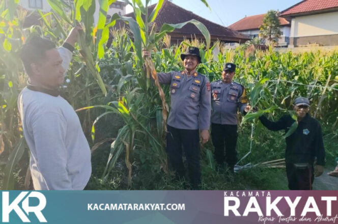 
					Jagung Dipanen, Kepedulian Dituai, Polsek Petang Dukung Ketahanan Pangan Nasional