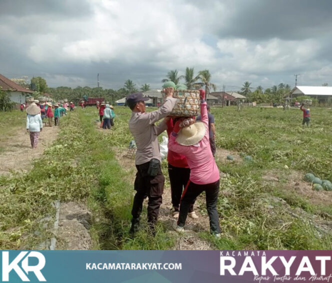 
					*Dukung Ketahanan Pangan, Bhabinkamtibmas Desa Timpag Sambangi dan Amankan Panen Semangka di Subak Meliling Desa Timpag
