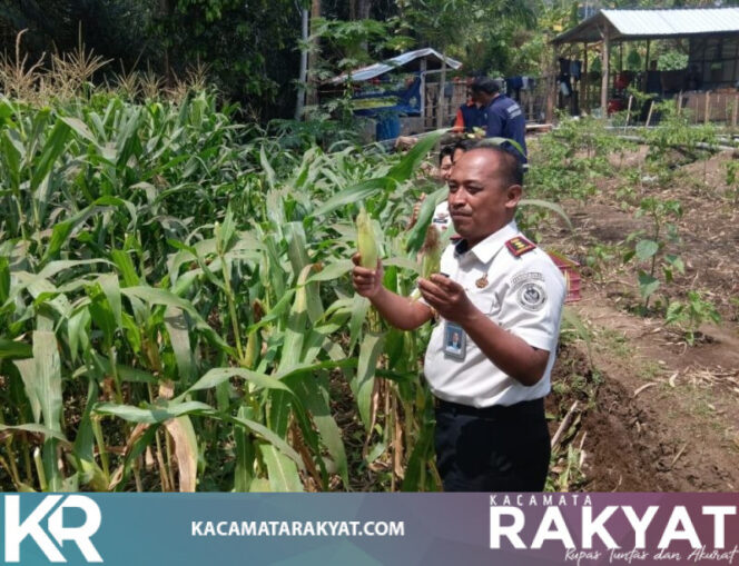 
					Dari Keterampilan Jadi Hasil, Warga Binaan Lapas Tabanan Panen Jagung